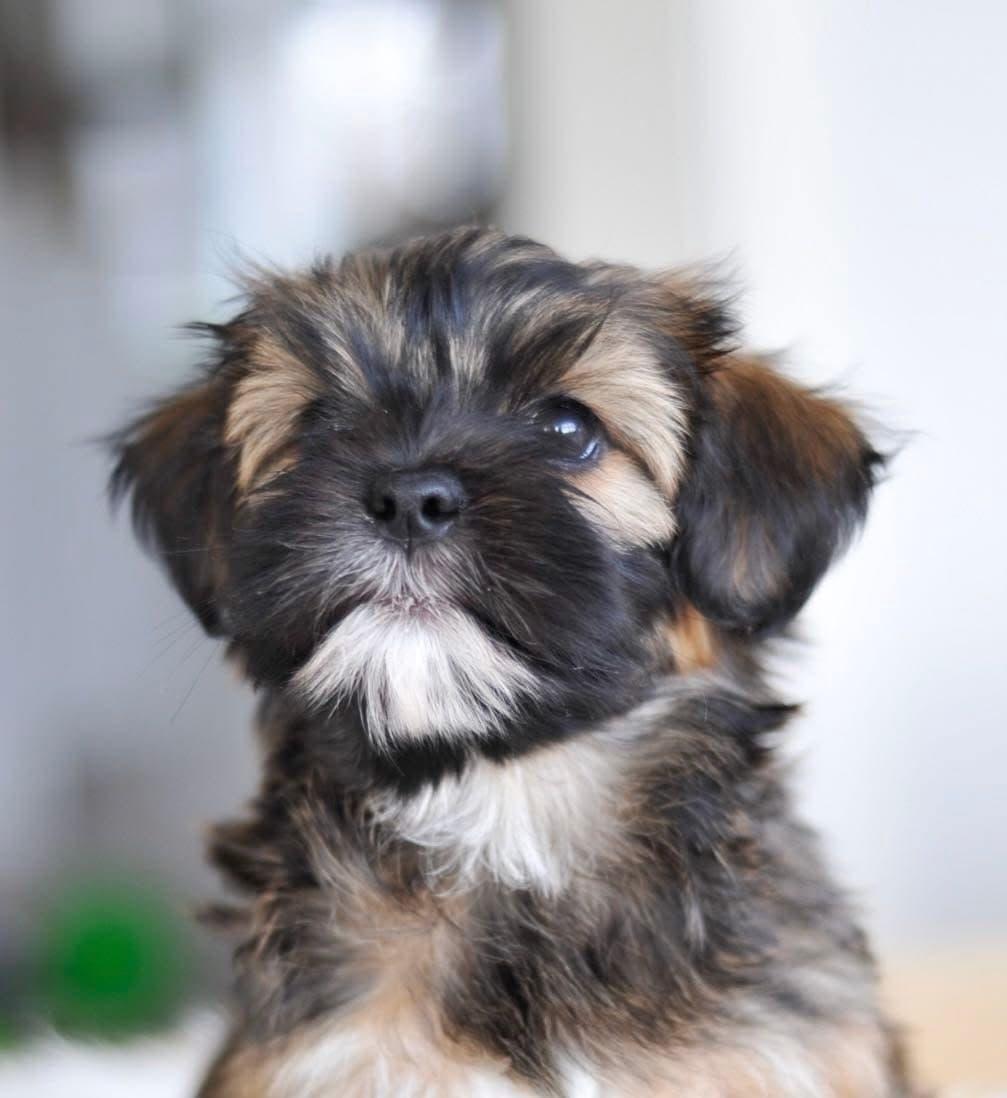 Lhachriss – Lhasa apso kennelbilde