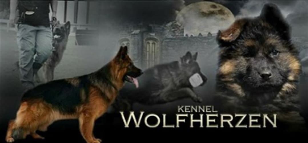 Wolfherzen – Schäferhund langhår kennelbilde