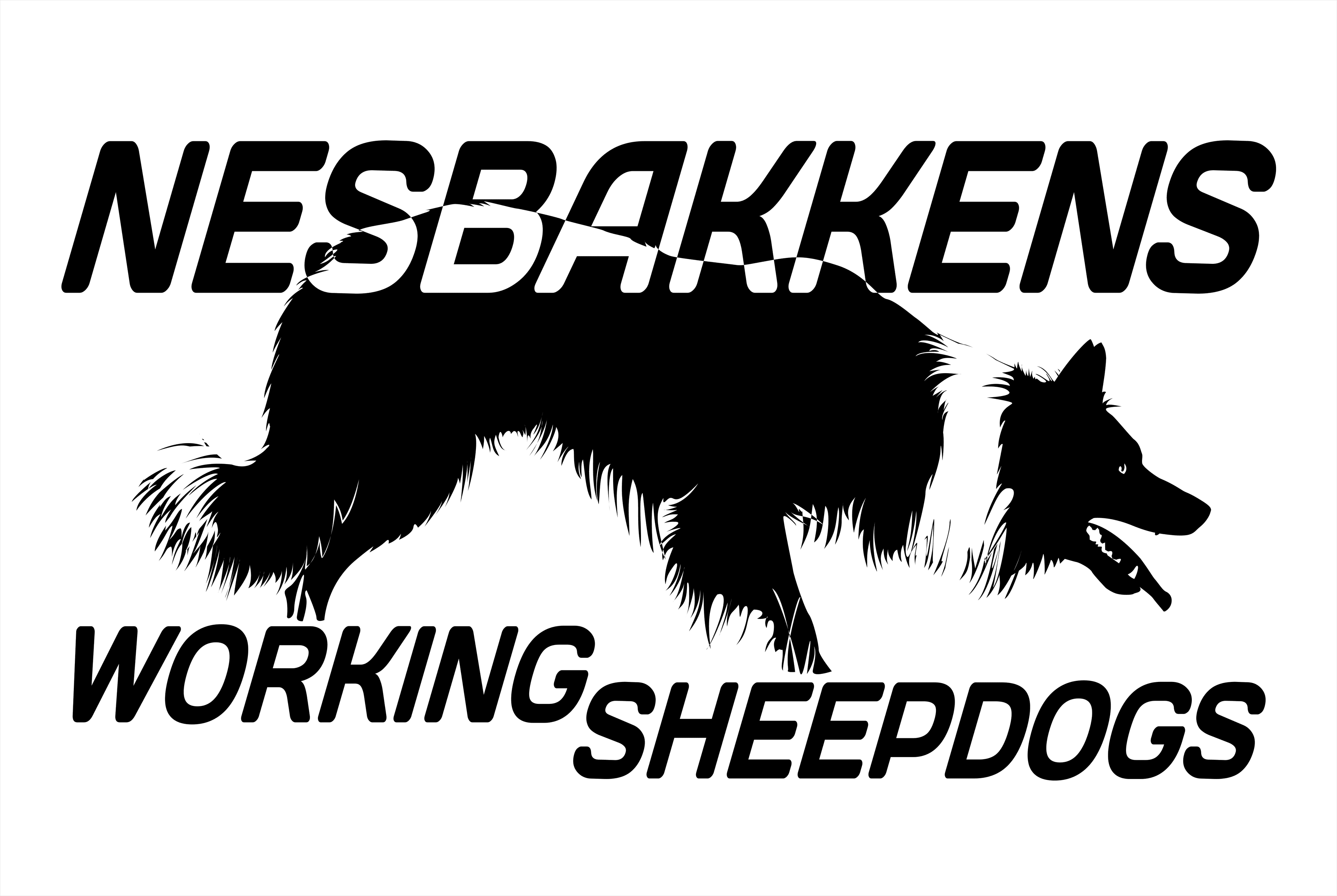 Nesbakken – Border collie kennelbilde