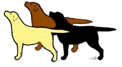 Stenstad Kennel – Labrador retriever kennelbilde