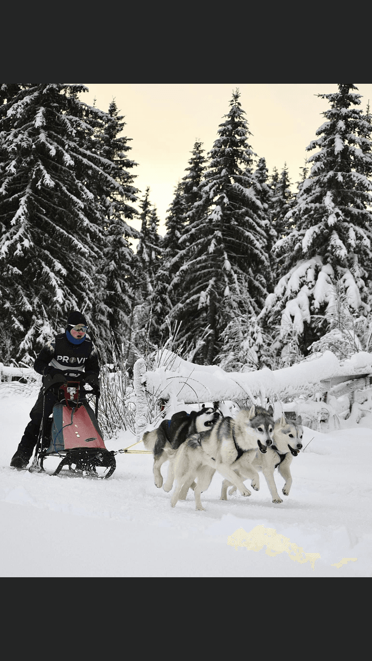 Kennel Villmarkens Eventyr – Siberian husky kennelbilde