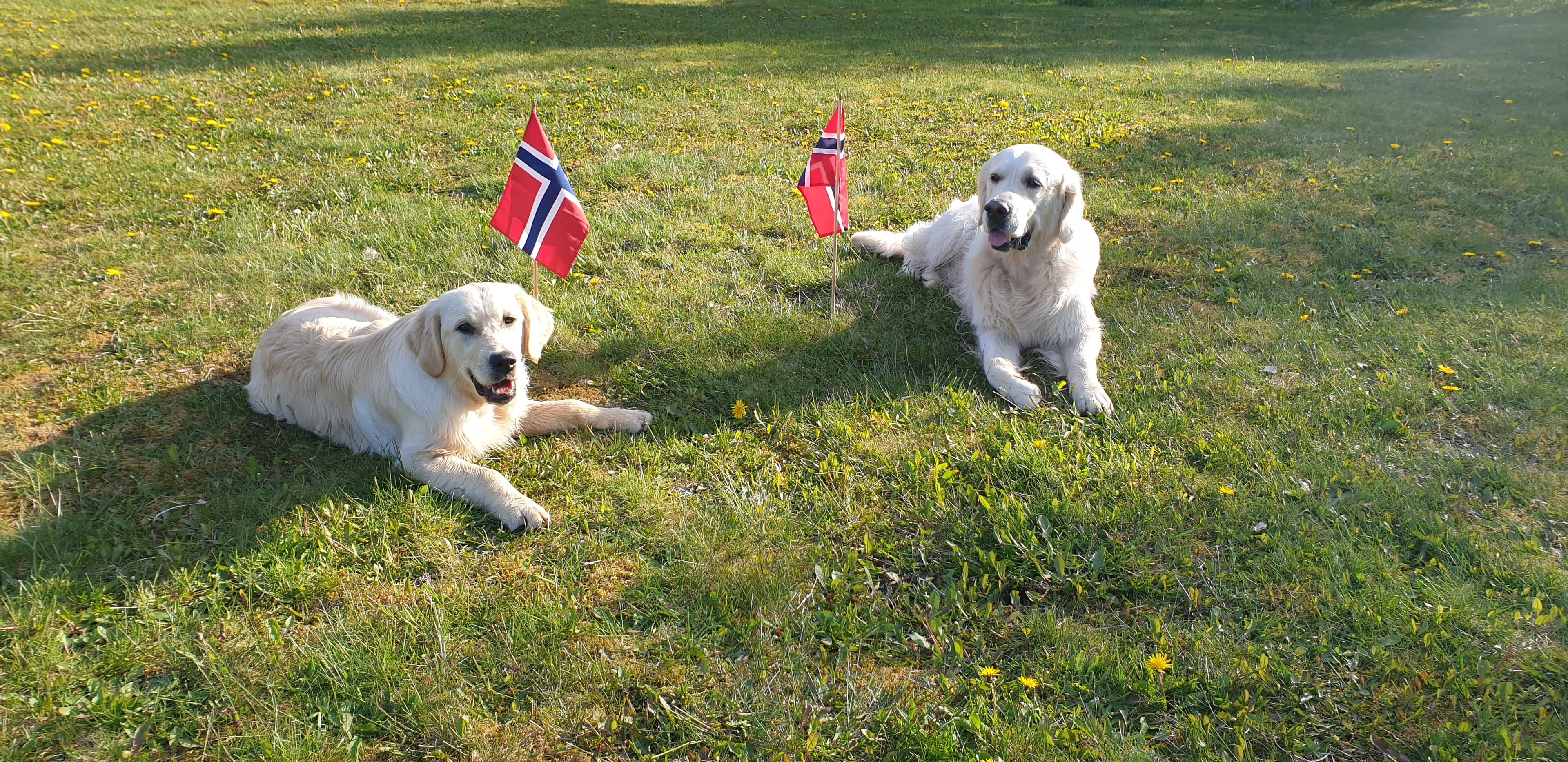 Kennel Golden Bolana – Golden retriever kennelbilde