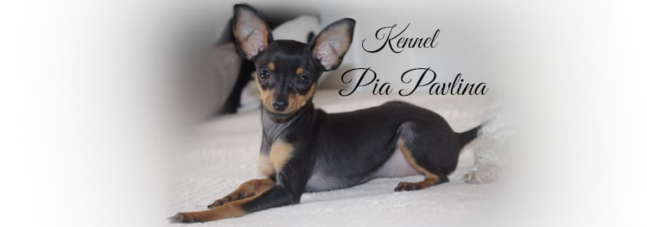 Pia Pavlina – Prazsky krysarik kennelbilde
