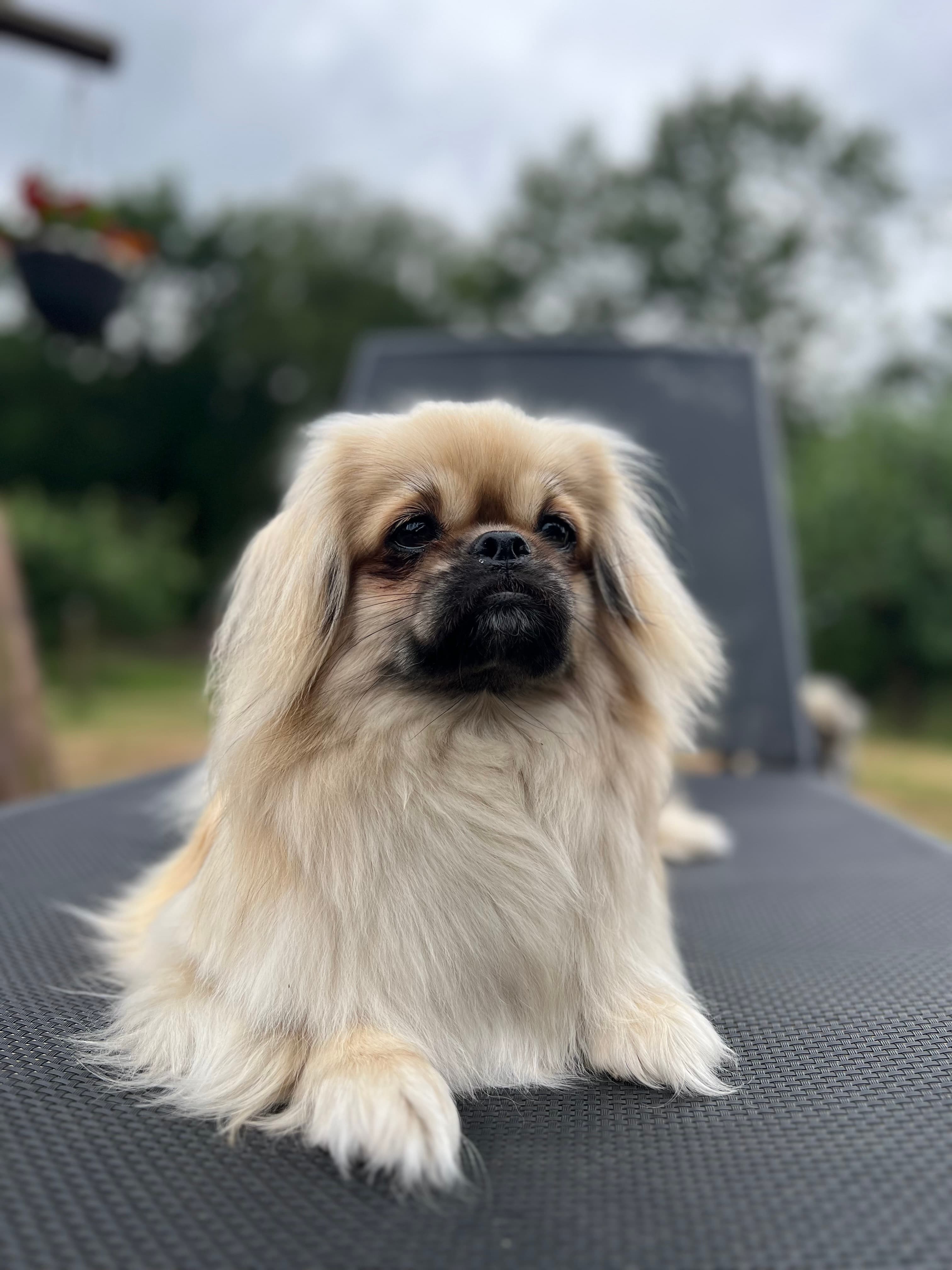 Snekvika – Tibetansk spaniel kennelbilde