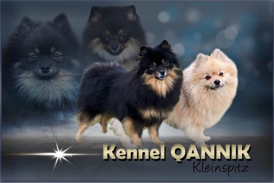 Kennel Qannik – Kleinspitz kennelbilde