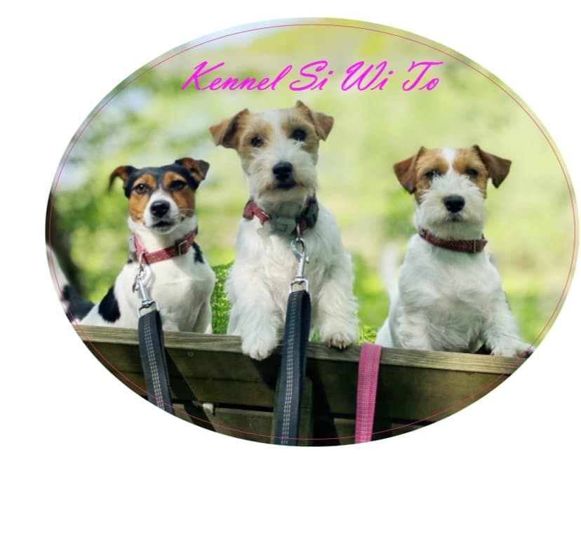Kennel SiWiTo – Jack russell terrier kennelbilde