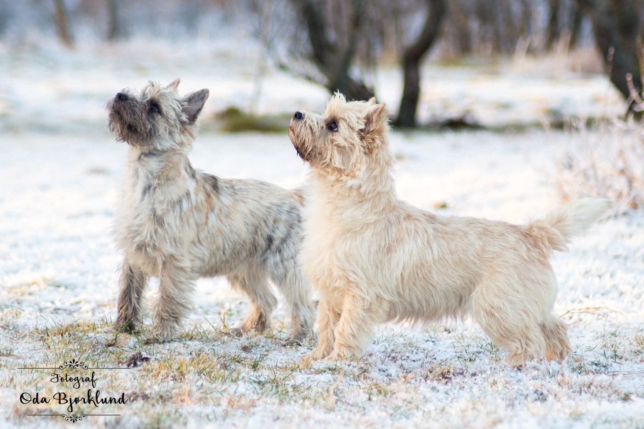 Nordic Strength – Cairn terrier kennelbilde