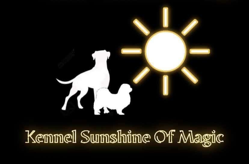 Sunshine Of Magic – Tibetansk spaniel kennelbild