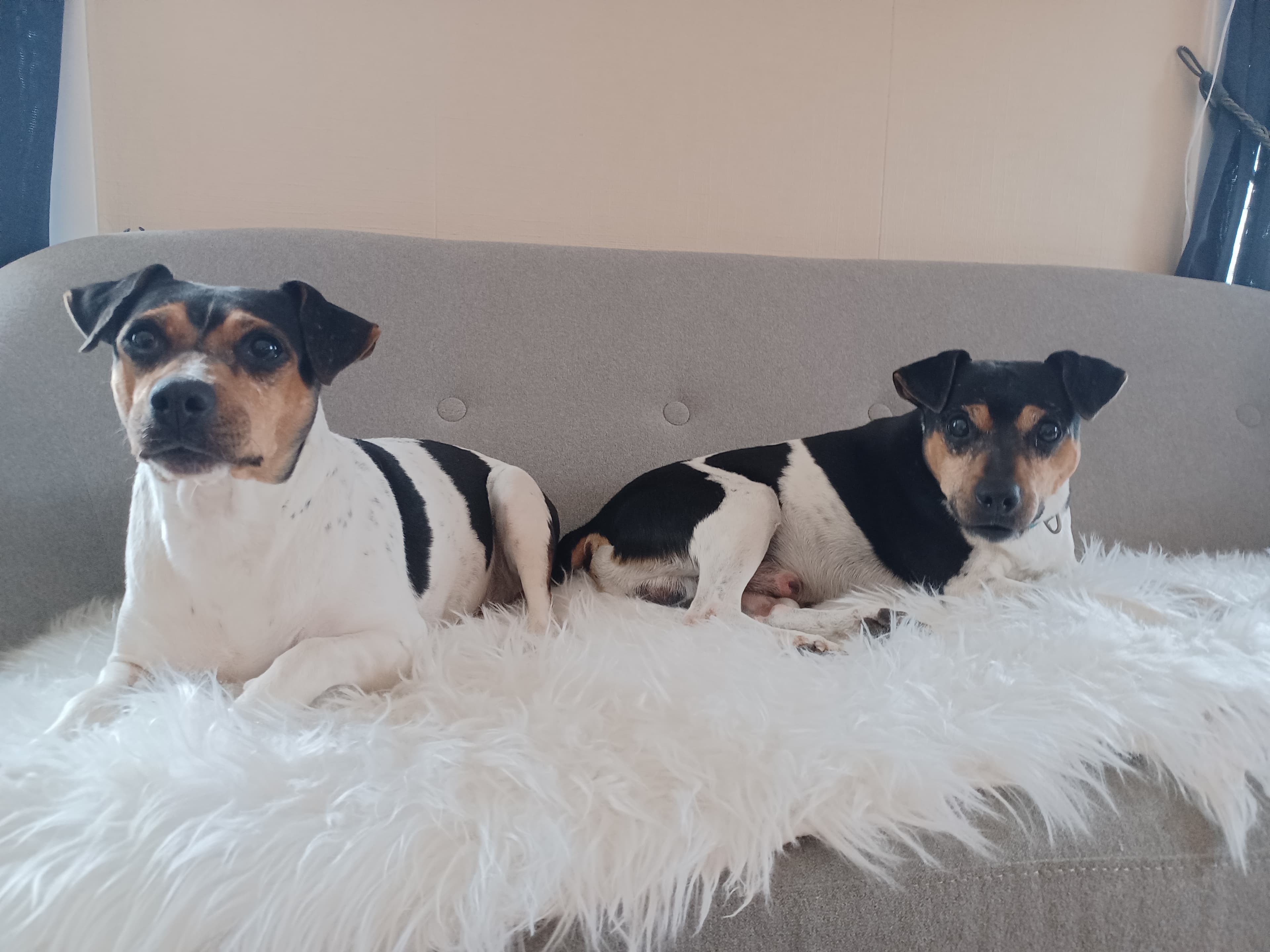 Arcticbrasileiro – Brasiliansk terrier kennelbilde
