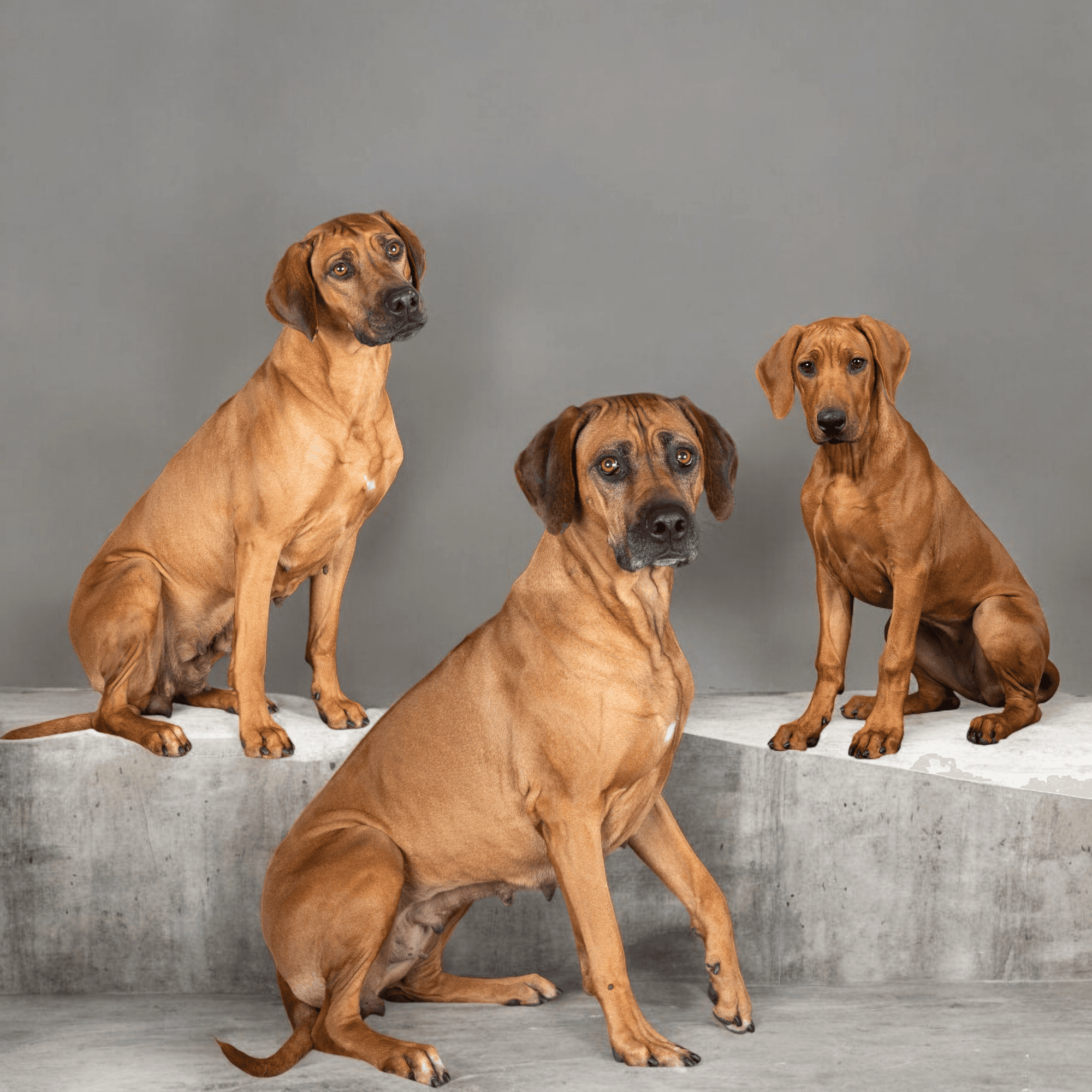 Makaita – Rhodesian ridgeback kennelbilde