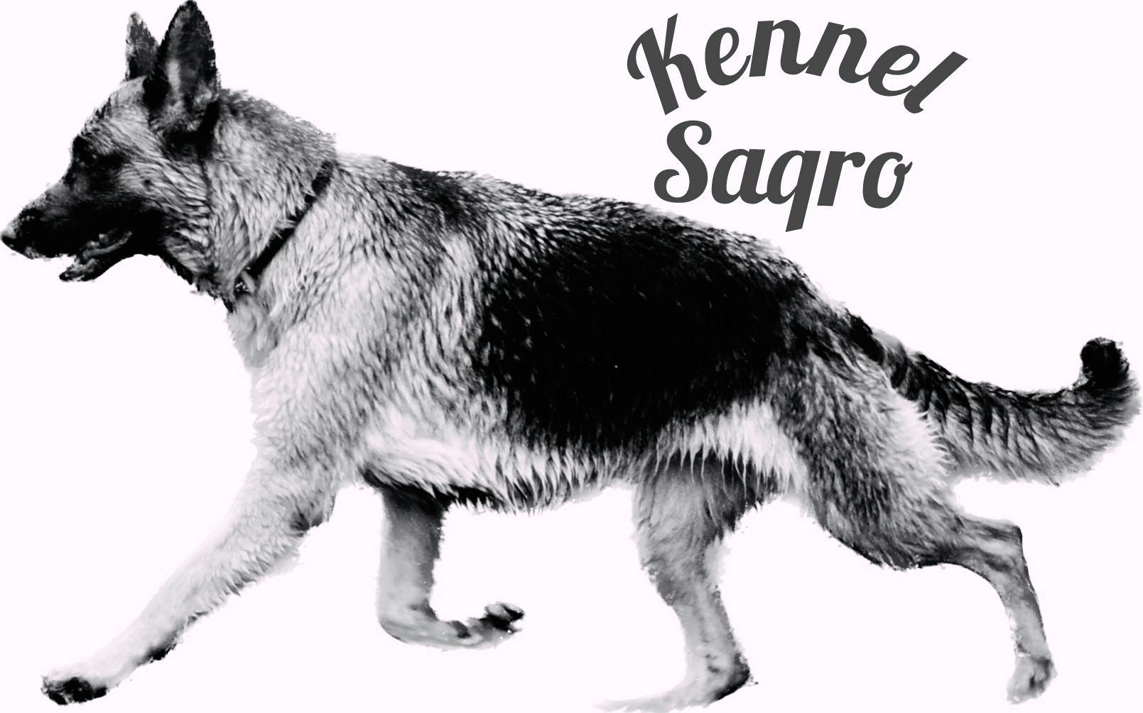 Saqro – Schäferhund langhår kennelbilde