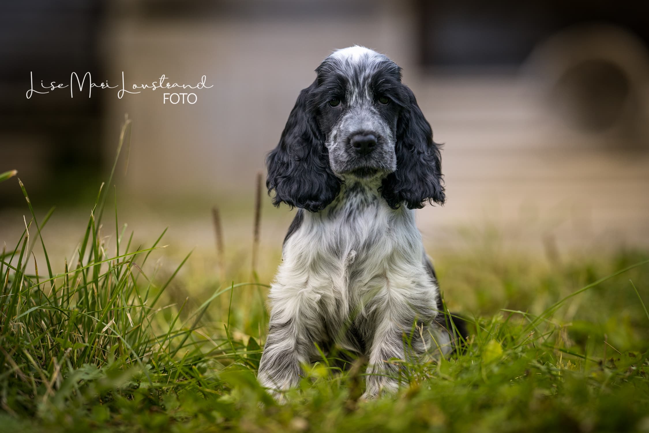 Act of Joy – Cocker spaniel kennelbilde