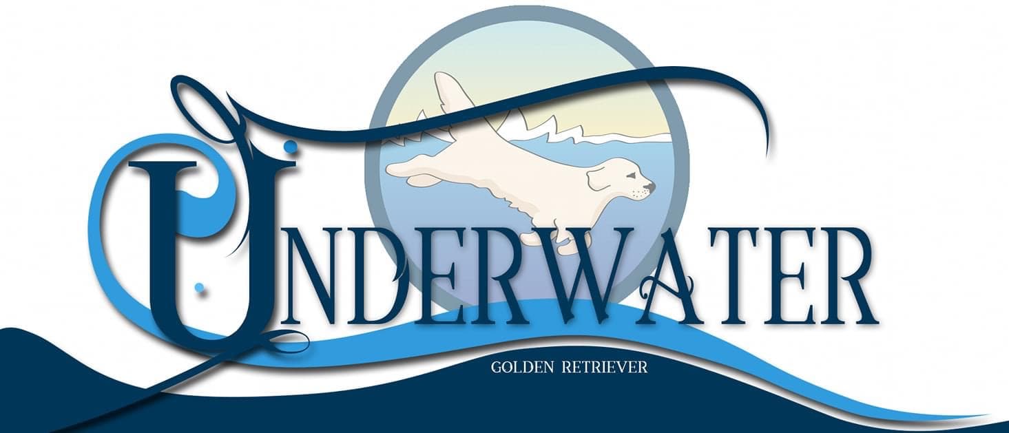 Underwater – Golden retriever kennelbild