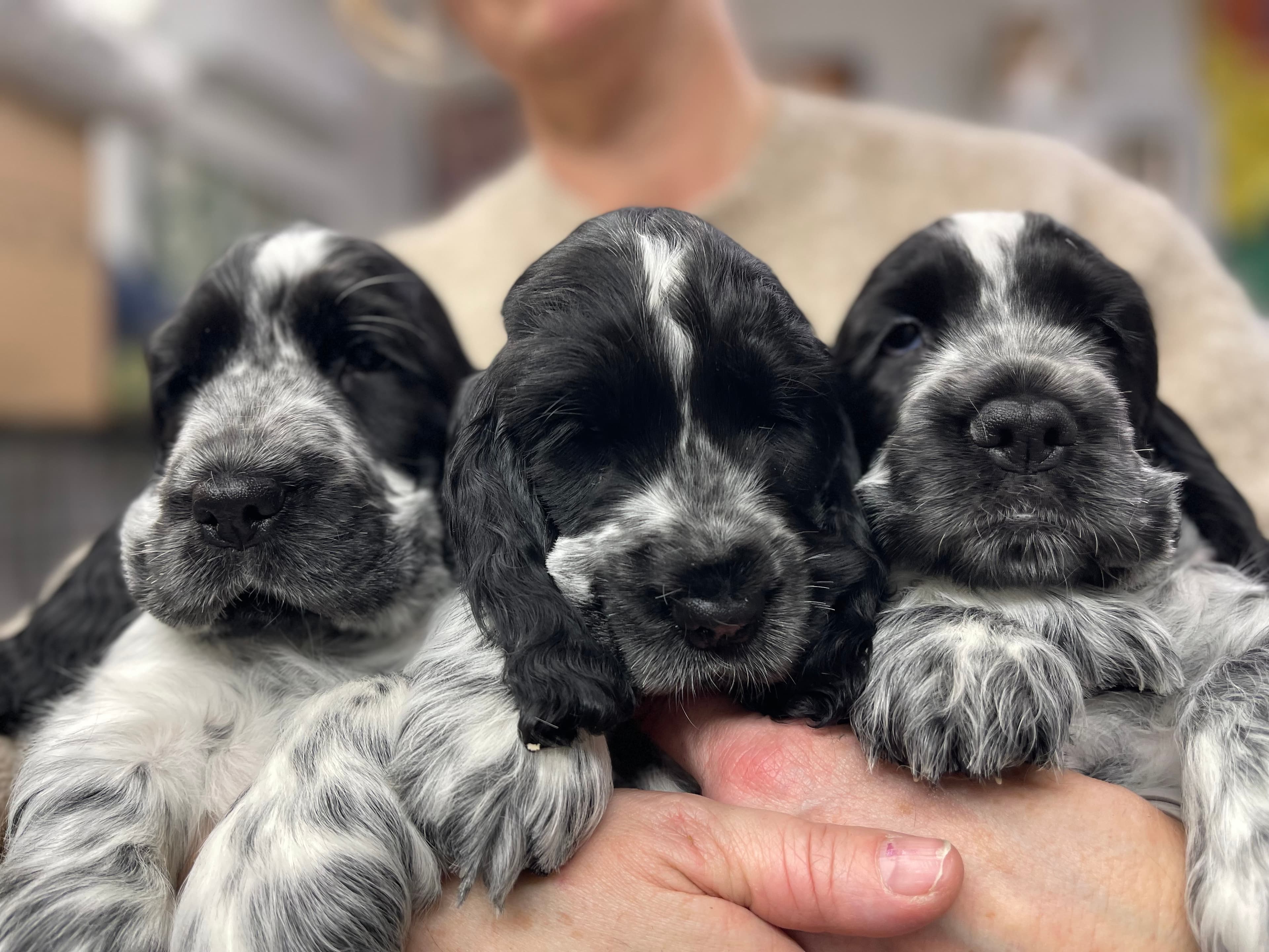 Retzina’s – Cocker spaniel kennelbilde