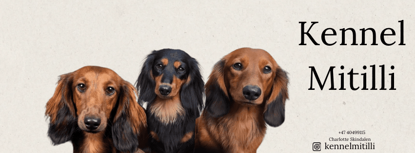 Mitilli – Dvergdachshund langhåret kennelbilde