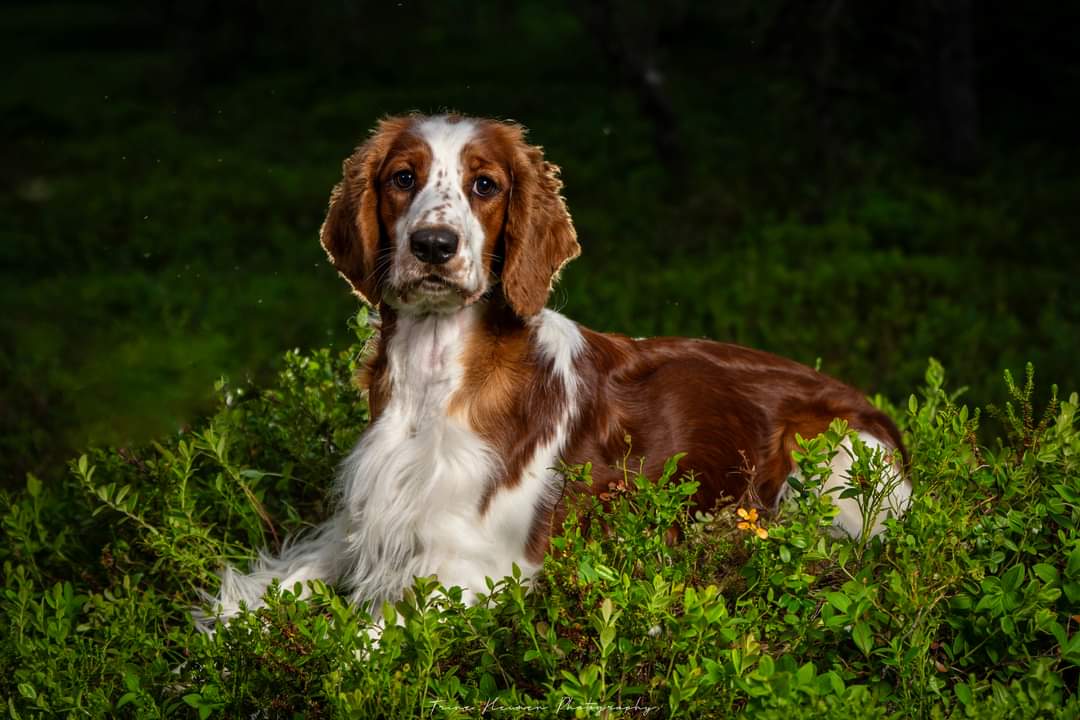 Strazdanos – Welsh springer spaniel kennelbilde
