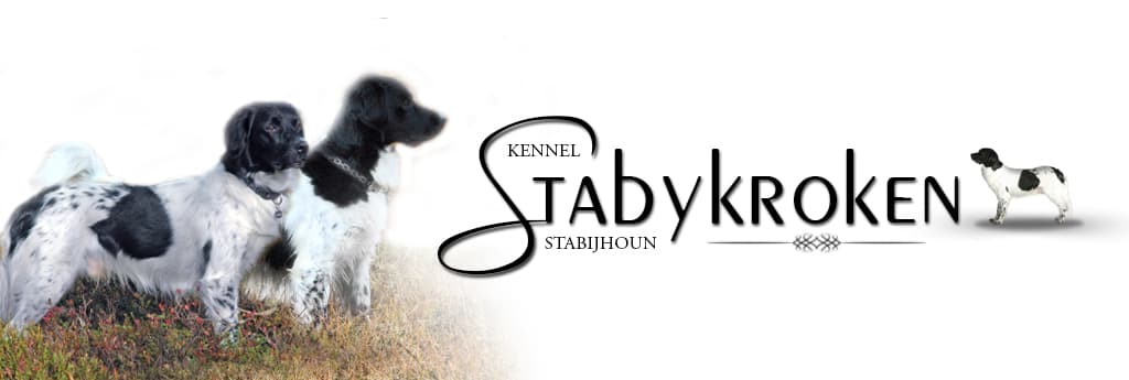 Kennel Stabykroken – Stabijhoun kennelbilde