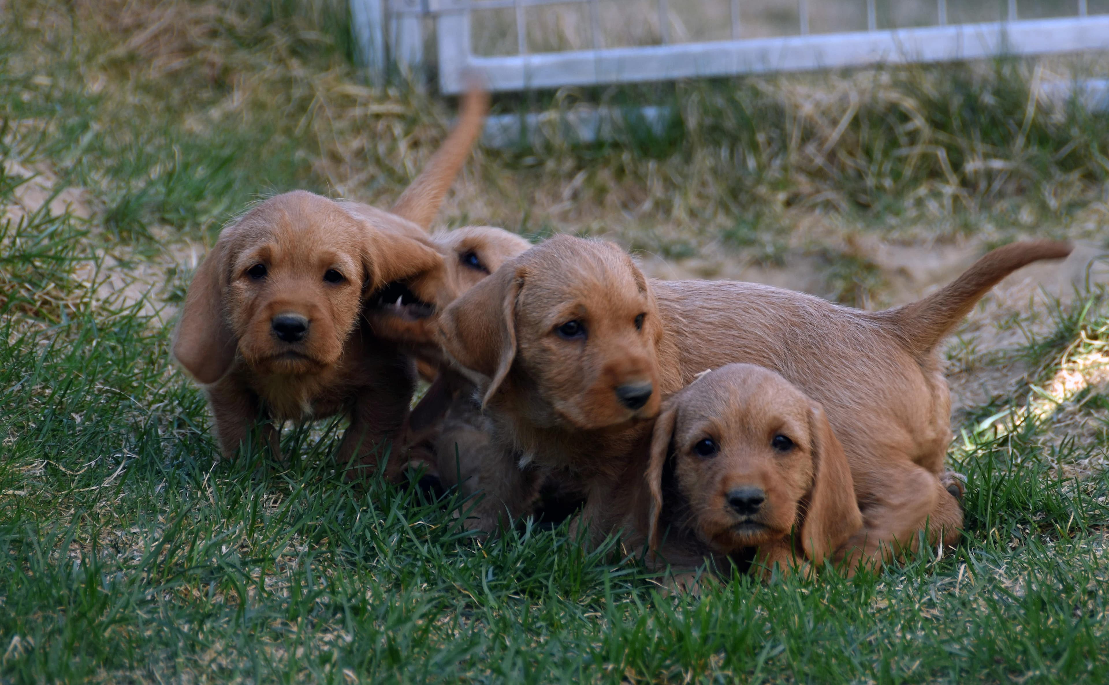 Falkenskiold – Basset fauve de bretagne kennelbilde