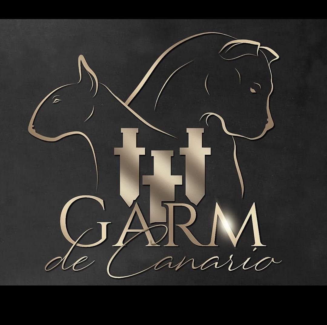 Garm de Canario – Miniature bull terrier kennelbilde