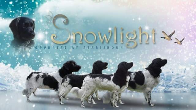 Snowlight – Stabijhoun kennelbilde