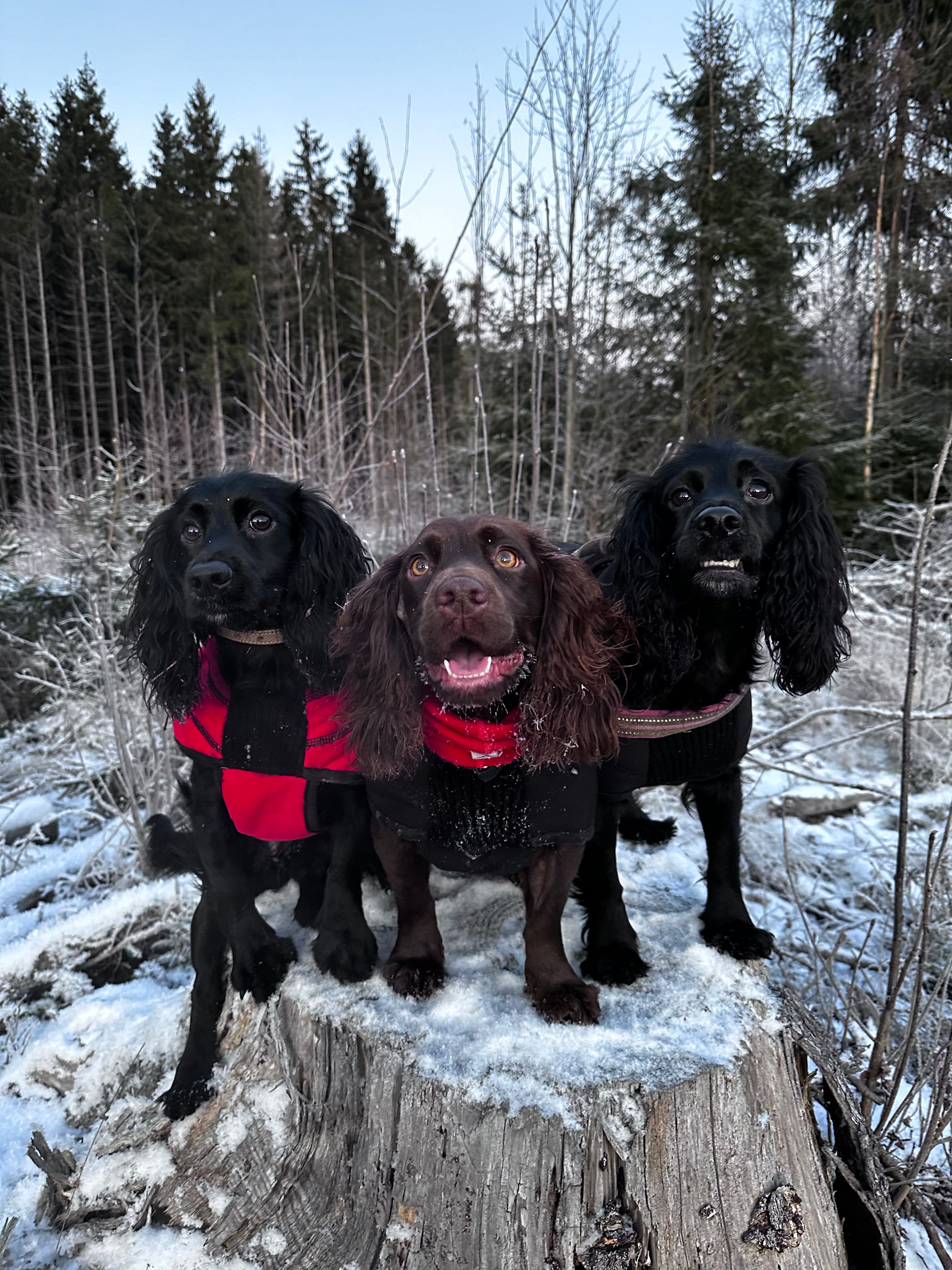 Ceathairne's Gundogs – Cocker spaniel kennelbilde