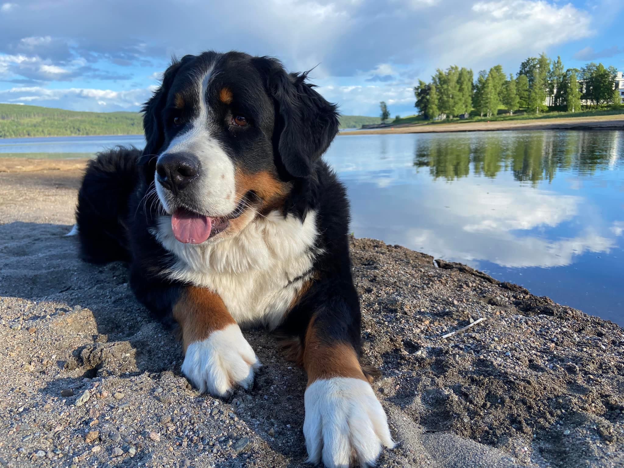 Hubba Bubba's – Berner sennenhund kennelbilde