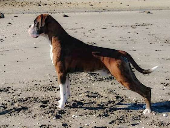 Boxwalk – Boxer kennelbilde