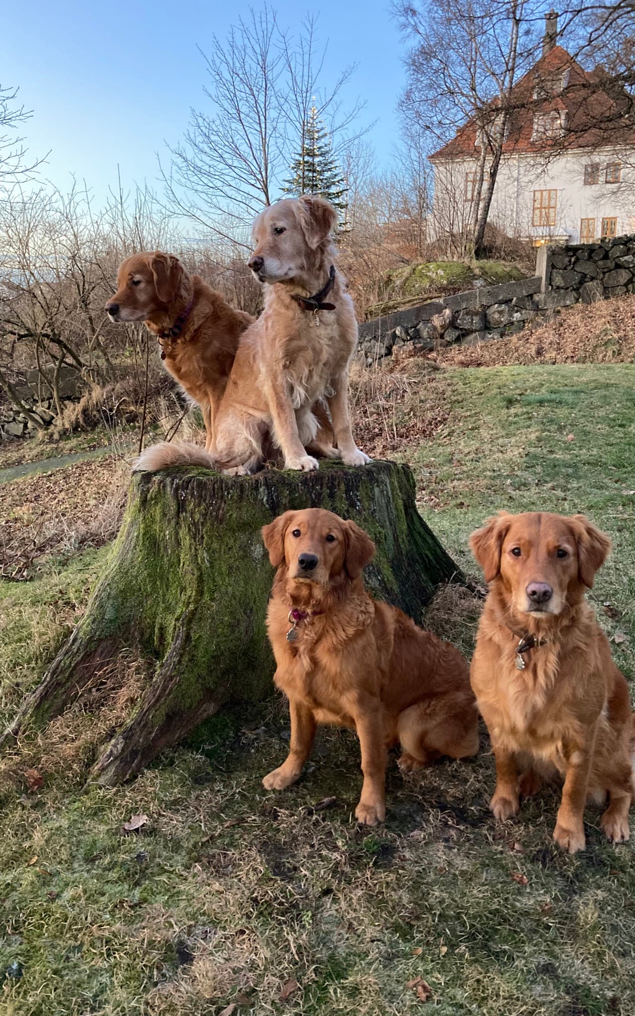 Den gyldne hale – Golden retriever kennelbilde
