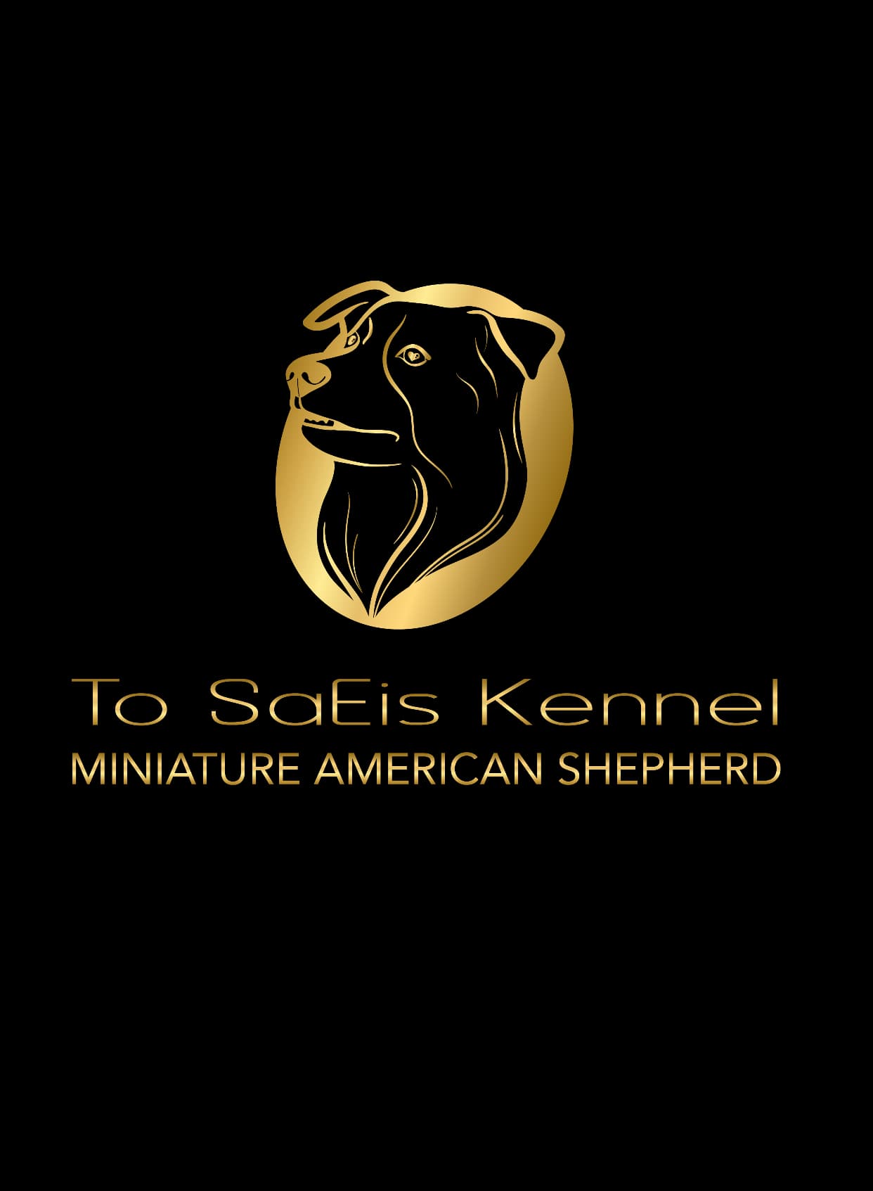 To SaEis – Miniature american shepherd kennelbilde