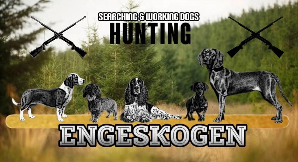 Engeskogen – Bayersk viltsporhund kennelbilde