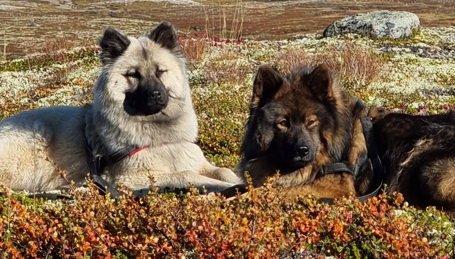 Hitberg's kennel – Eurasier kennelbilde