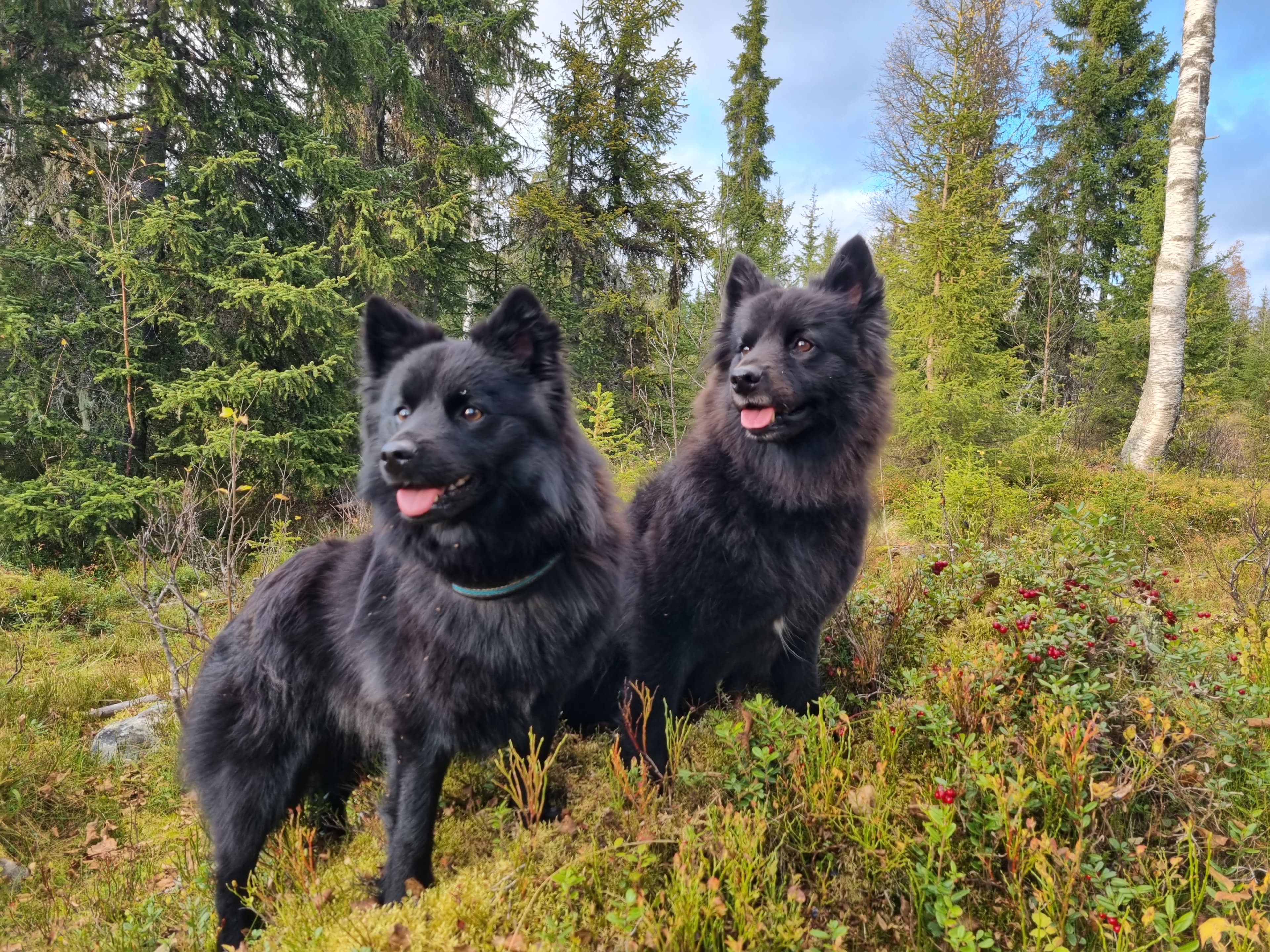 Bearas Beana – Svensk lapphund kennelbild