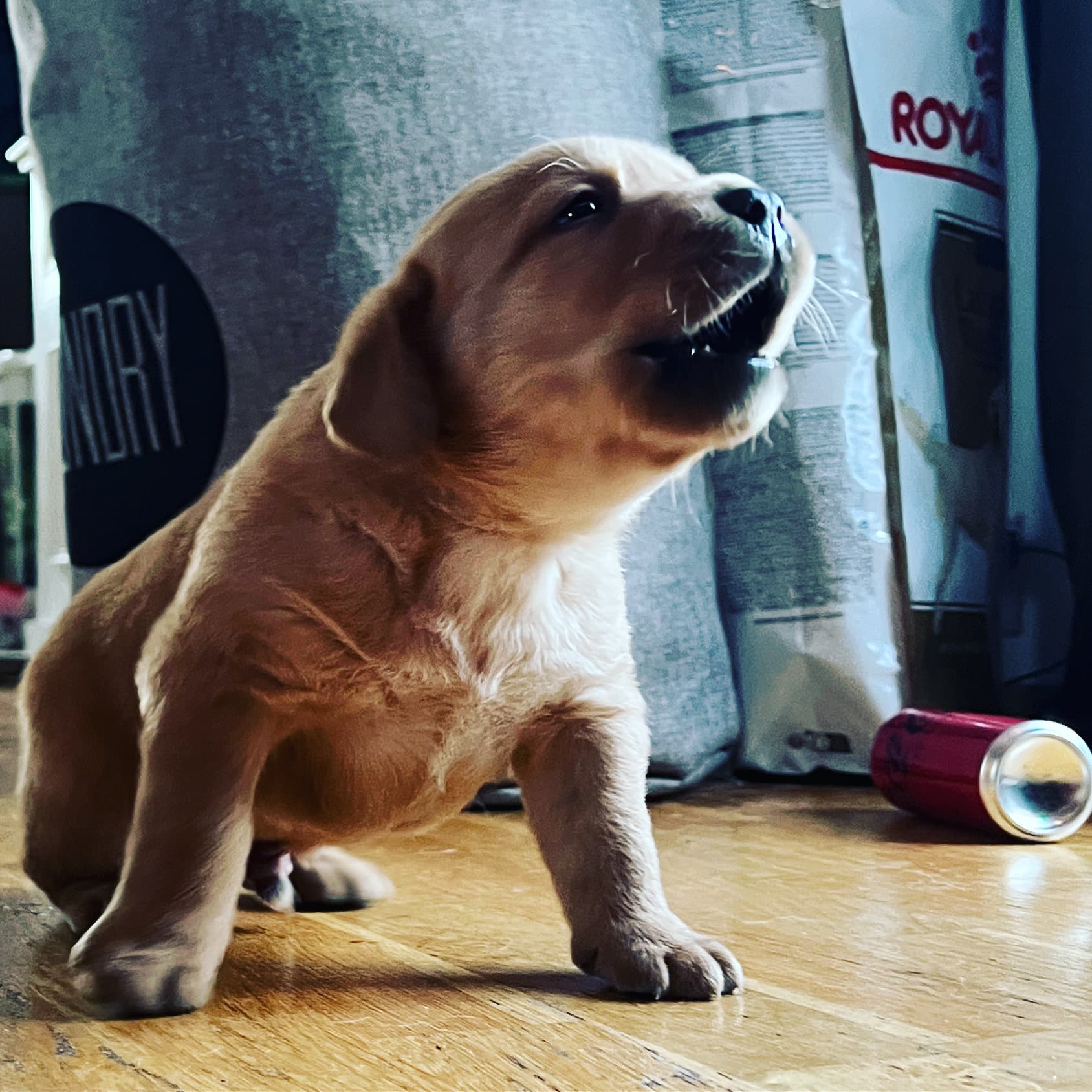 Venter på godkjennelse fra FCI – Labrador retriever kennelbilde