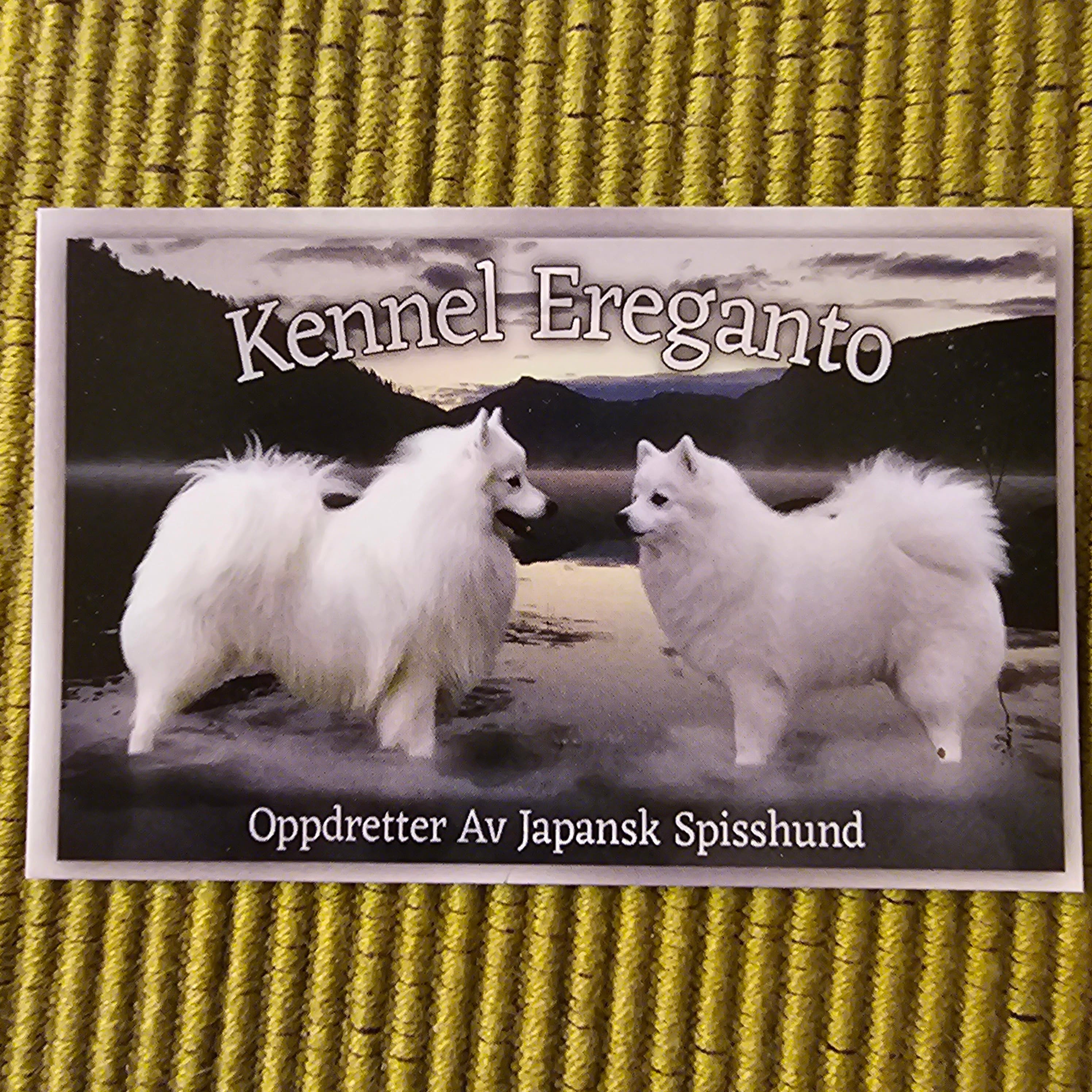 Ereganto – Japansk spisshund kennelbilde