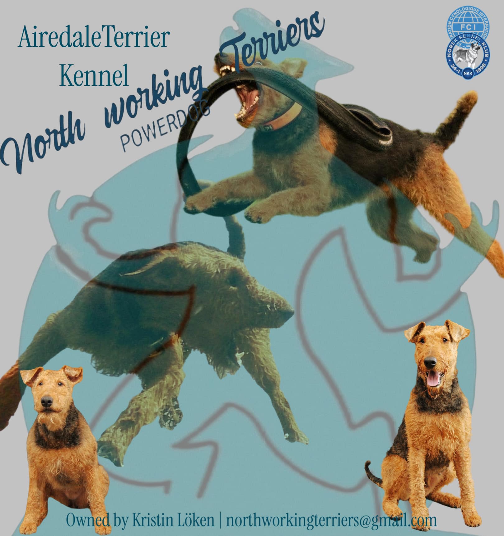 North working Terriers – Airedale terrier kennelbilde