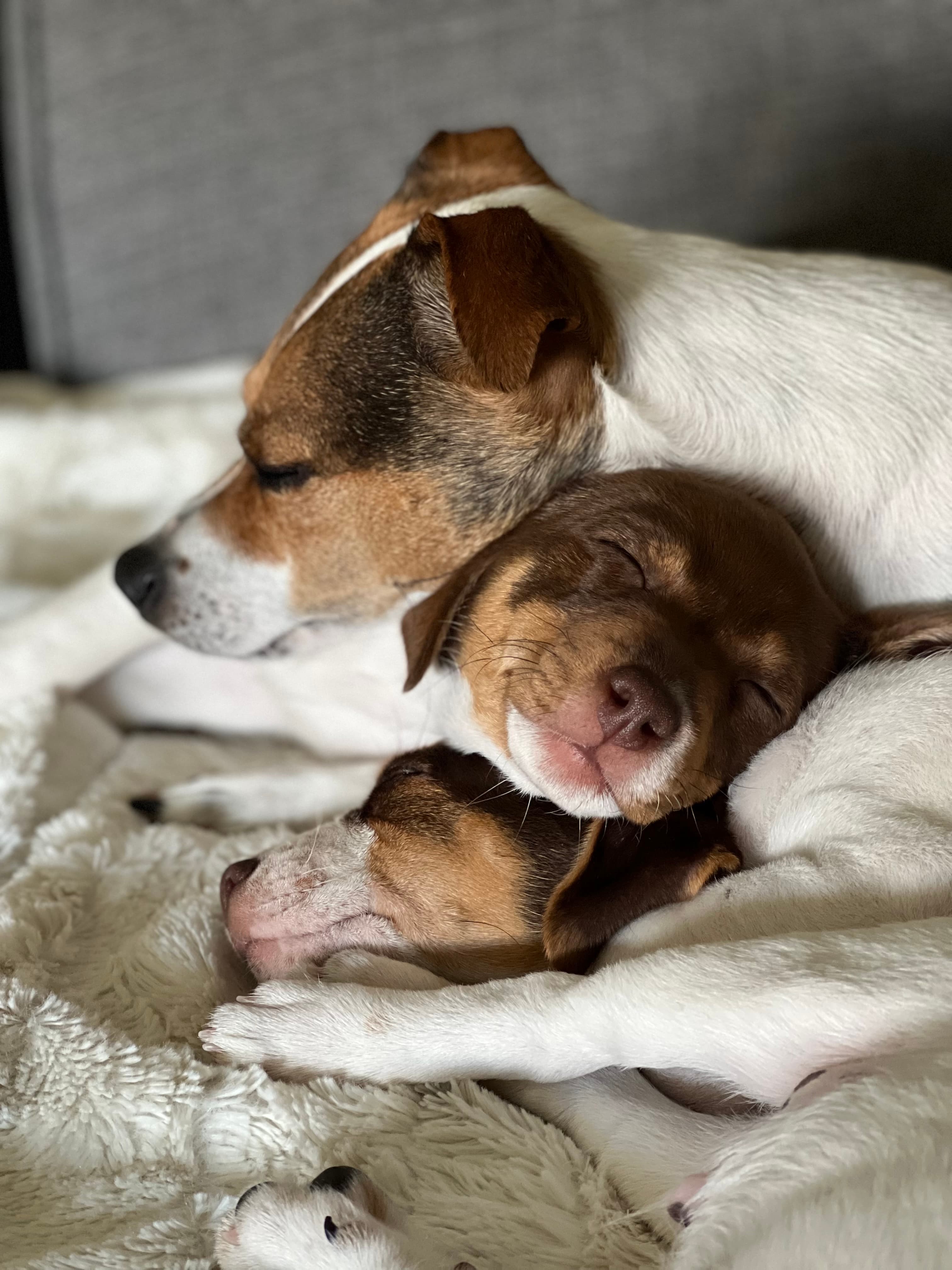 Kennel Amantes lille mirakel