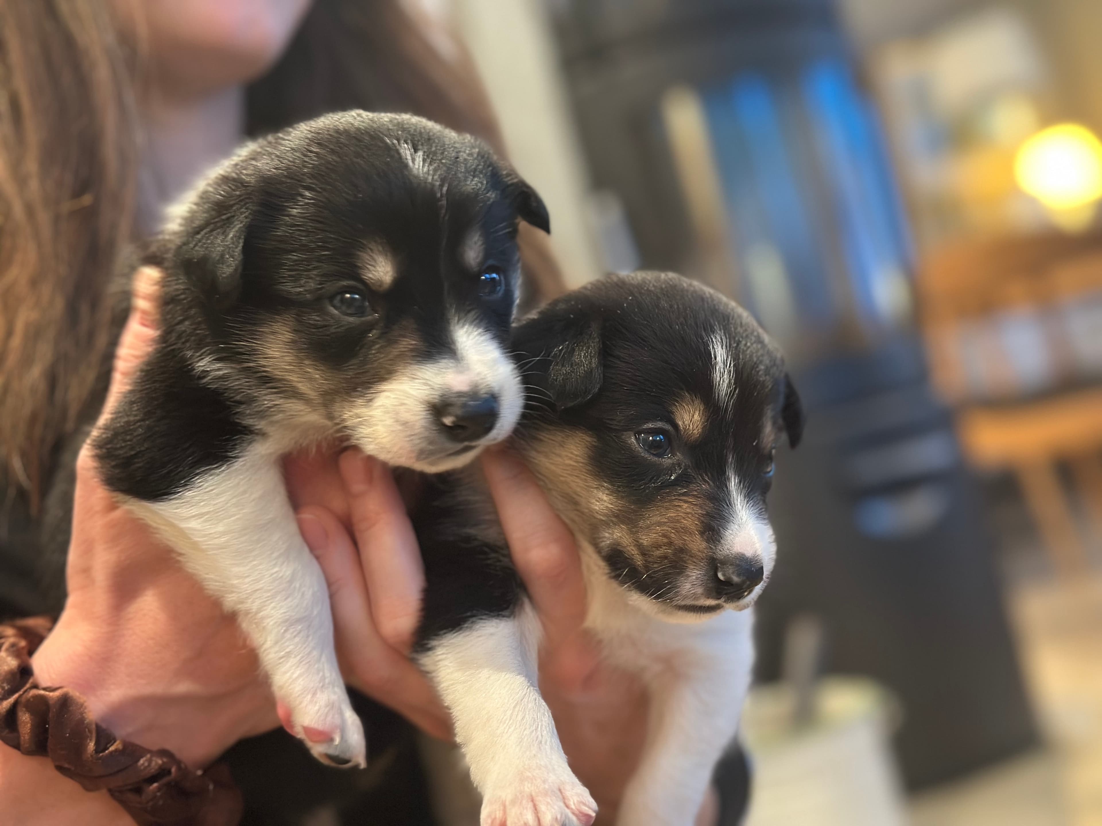 Ariann – Border collie kennelbilde