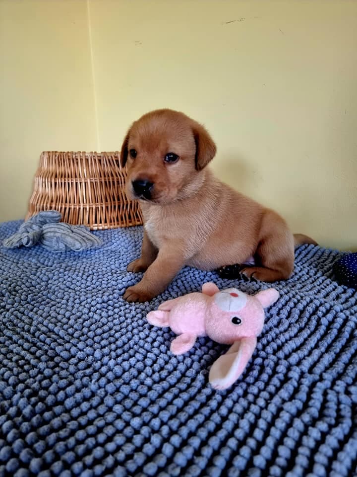 La Vita Bella – Labrador retriever kennelbilde