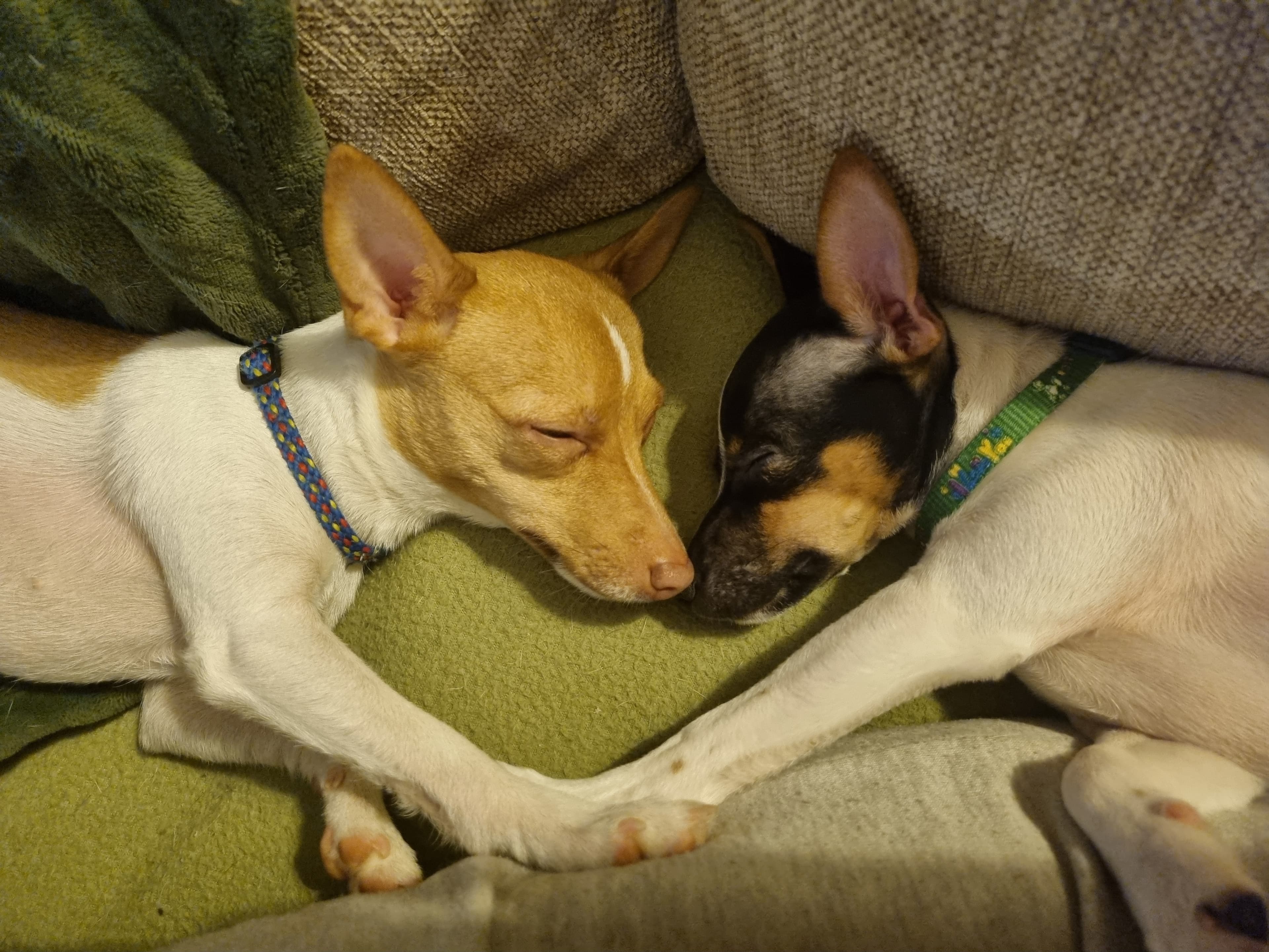 Red Chilli – Tenterfield Terrier kennelbilde