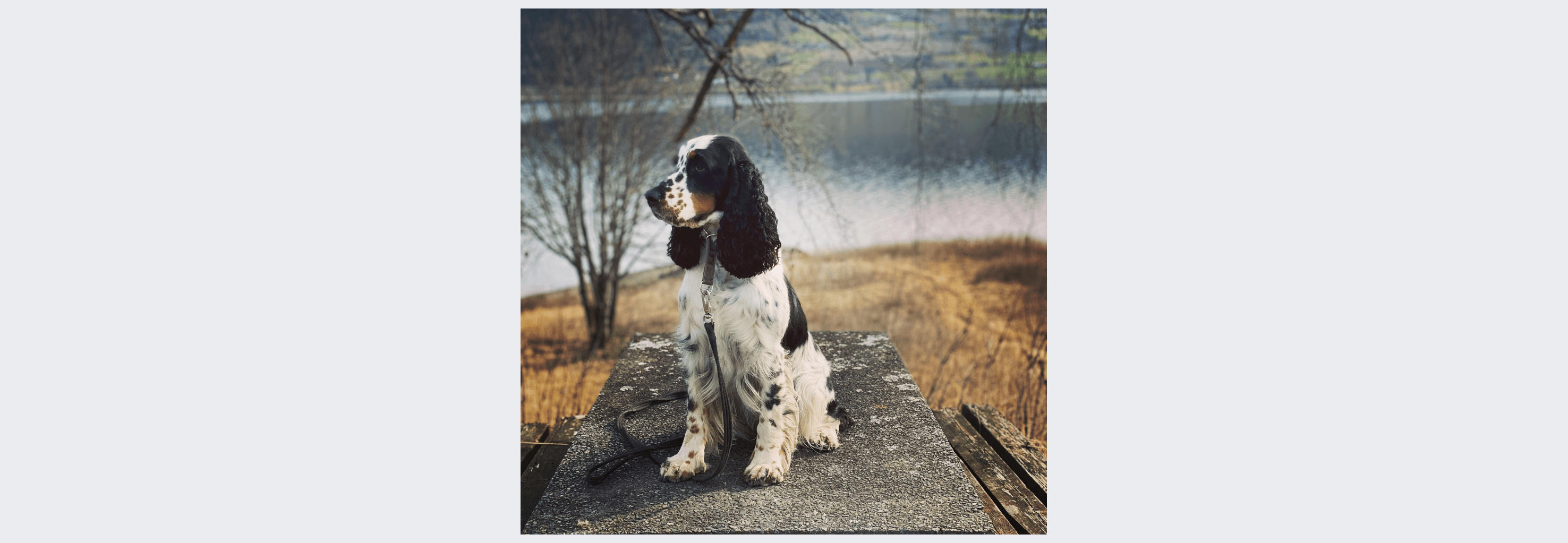 Solidifies – Engelsk springer spaniel kennelbilde