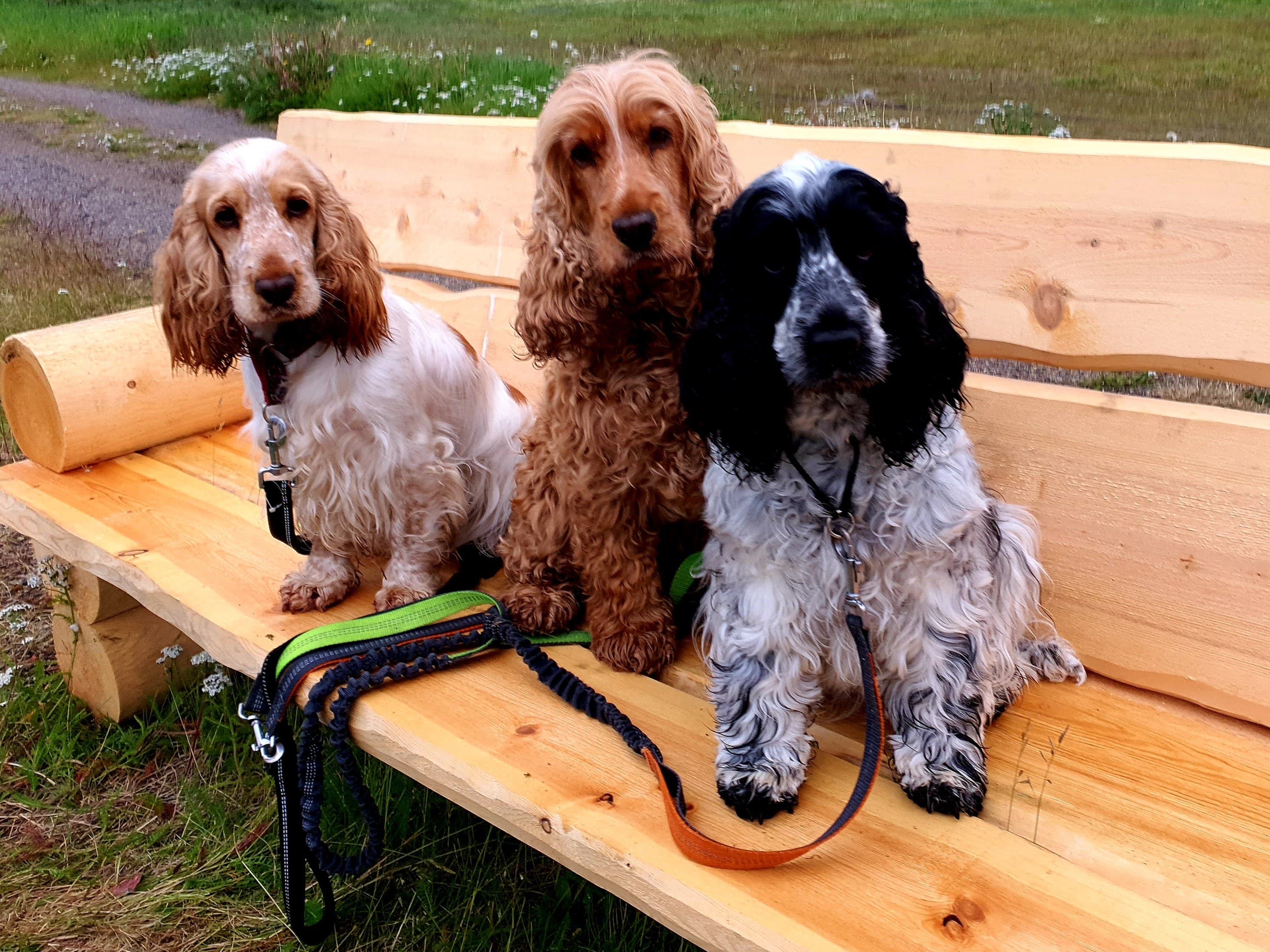 Kennel Idjagiedas – Cocker spaniel kennelbilde