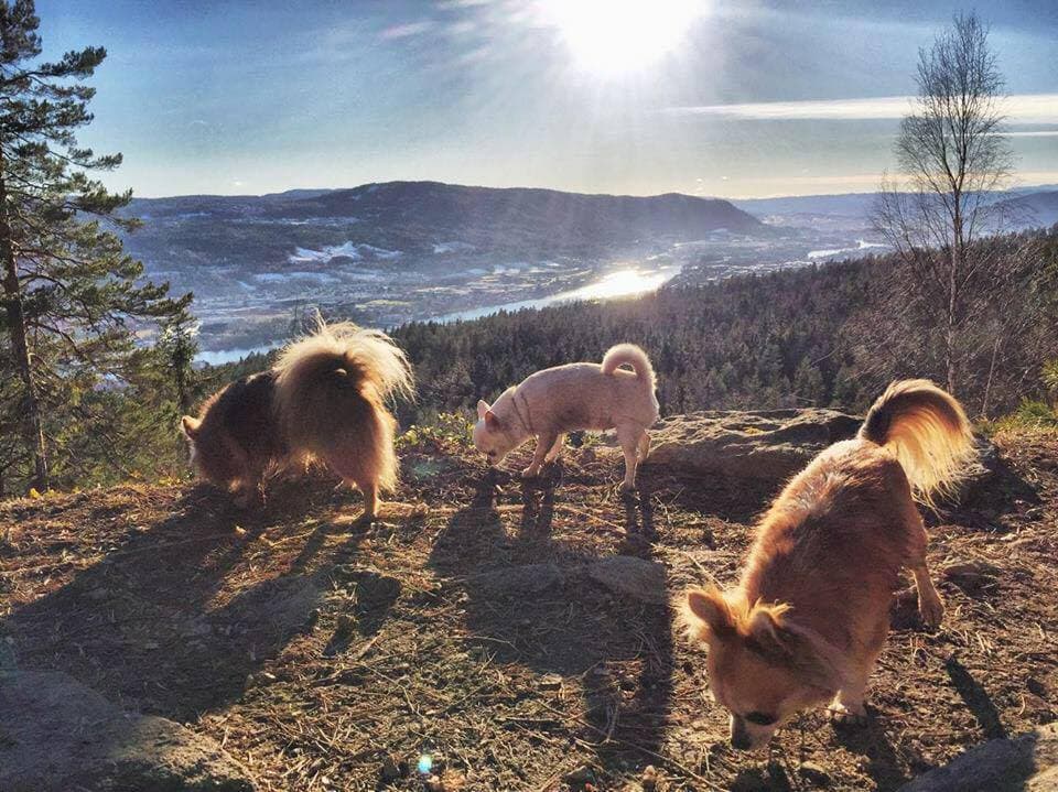 Li-Depui – Chihuahua korthåret kennelbilde