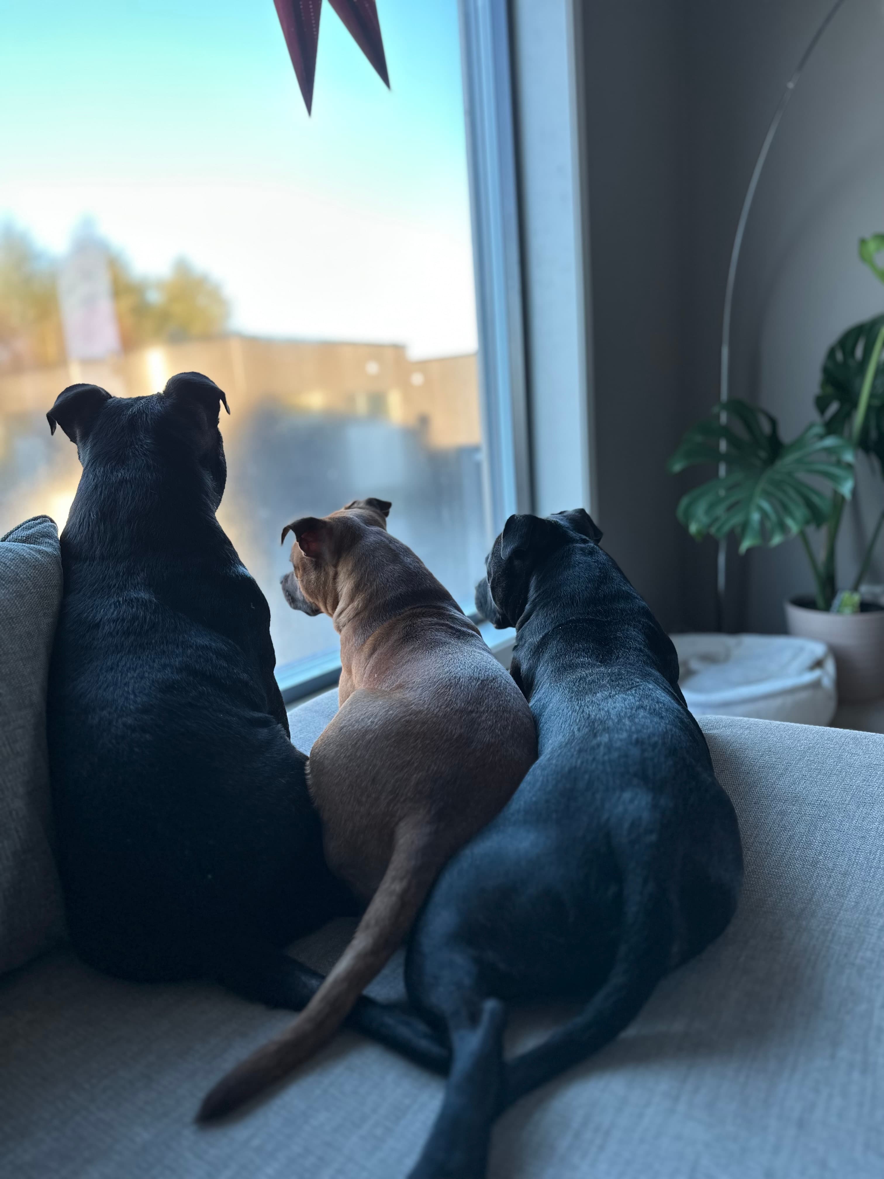 Joamaglee – Staffordshire bull terrier kennelbillede
