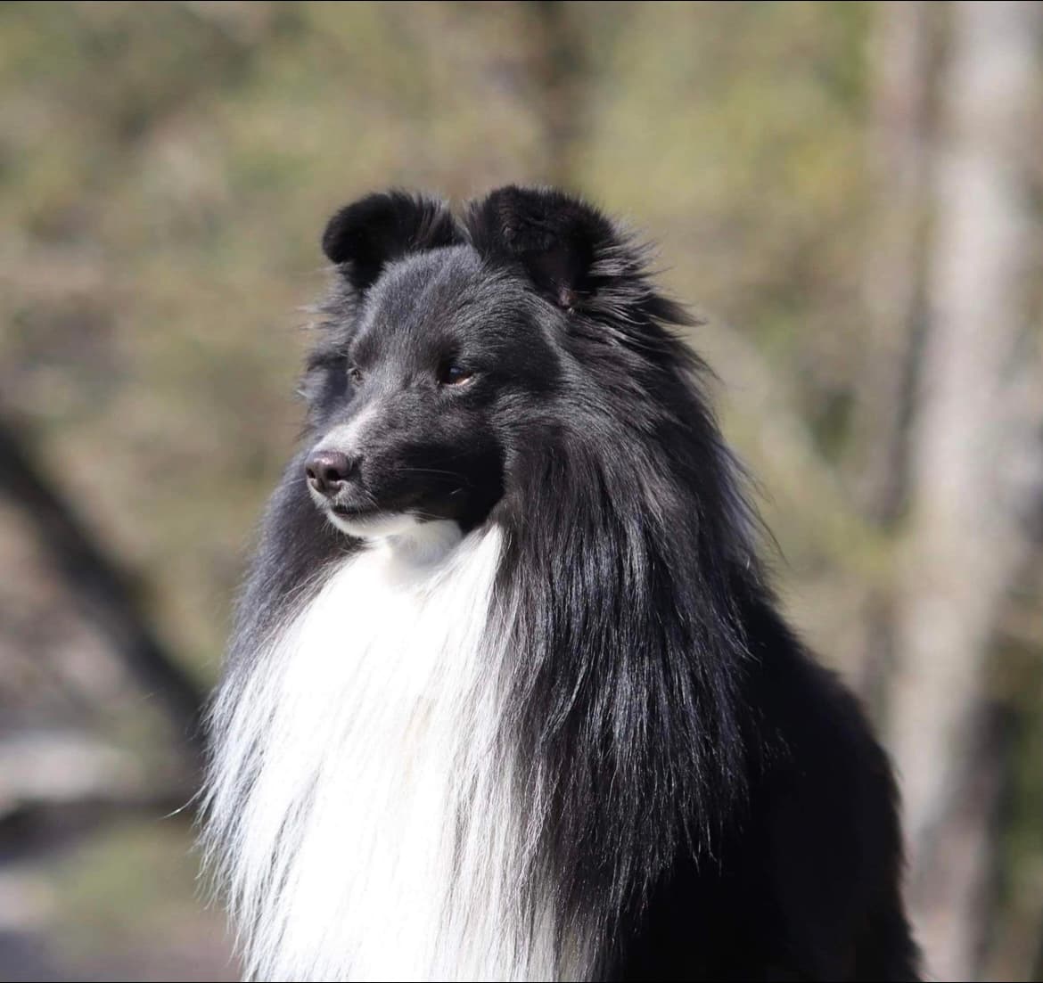 Mieelaspoter – Shetland sheepdog kennelbilde