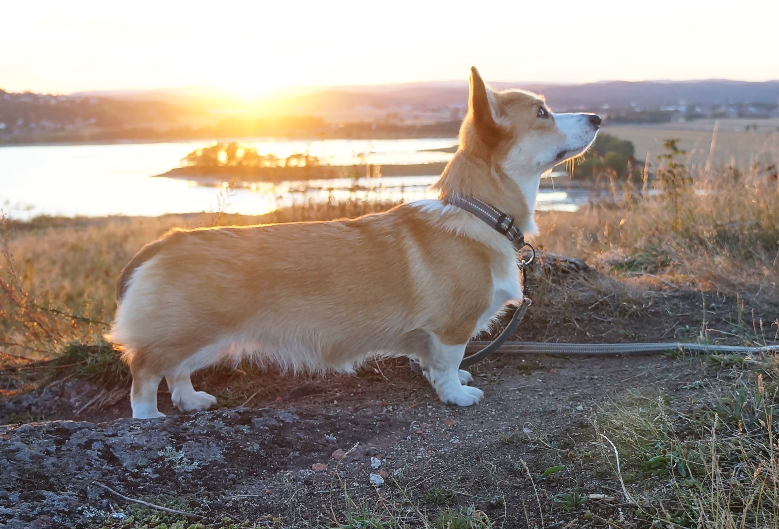 Pankotachi – Welsh corgi pembroke kennelbilde