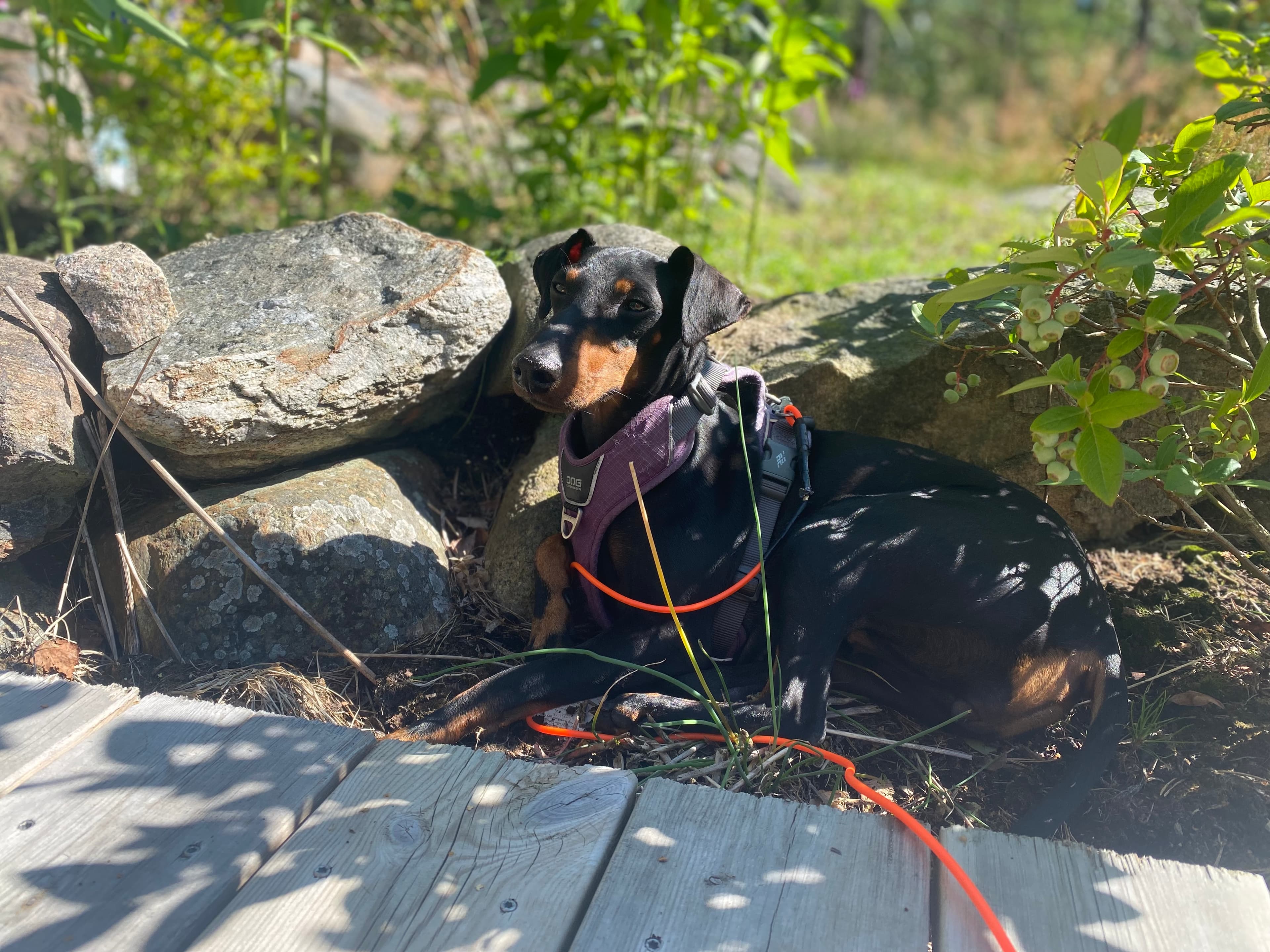Tsar-Ping – Manchester terrier kennelbilde