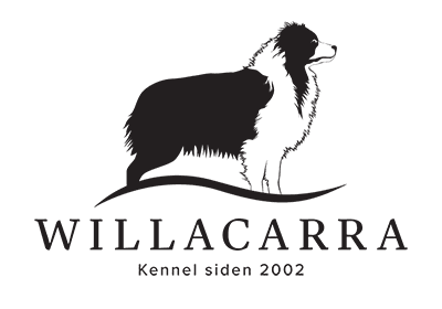 Willacarra – Australian shepherd kennelbilde
