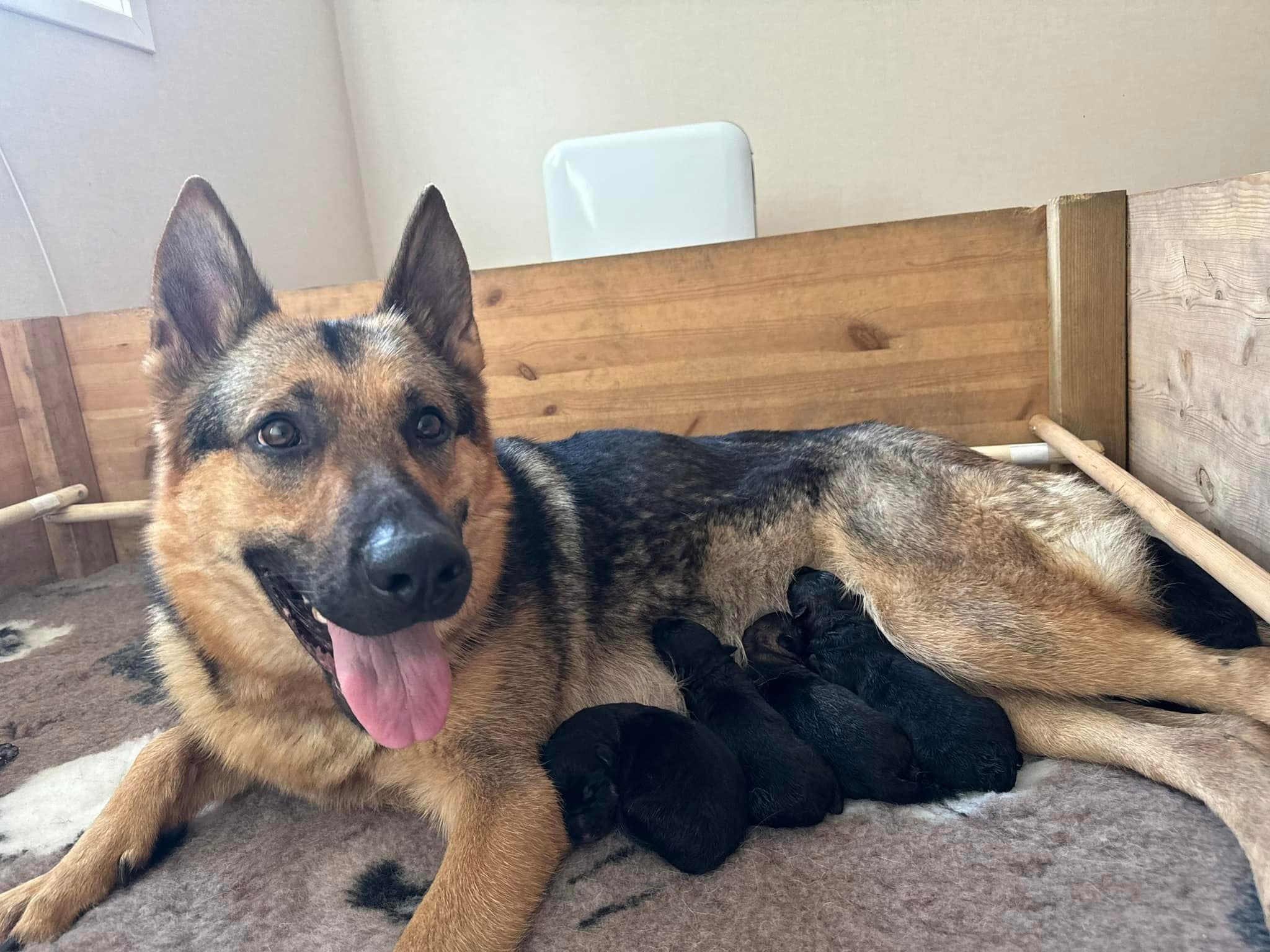 Kennel Angrboda – Schäferhund normalhår kennelbillede