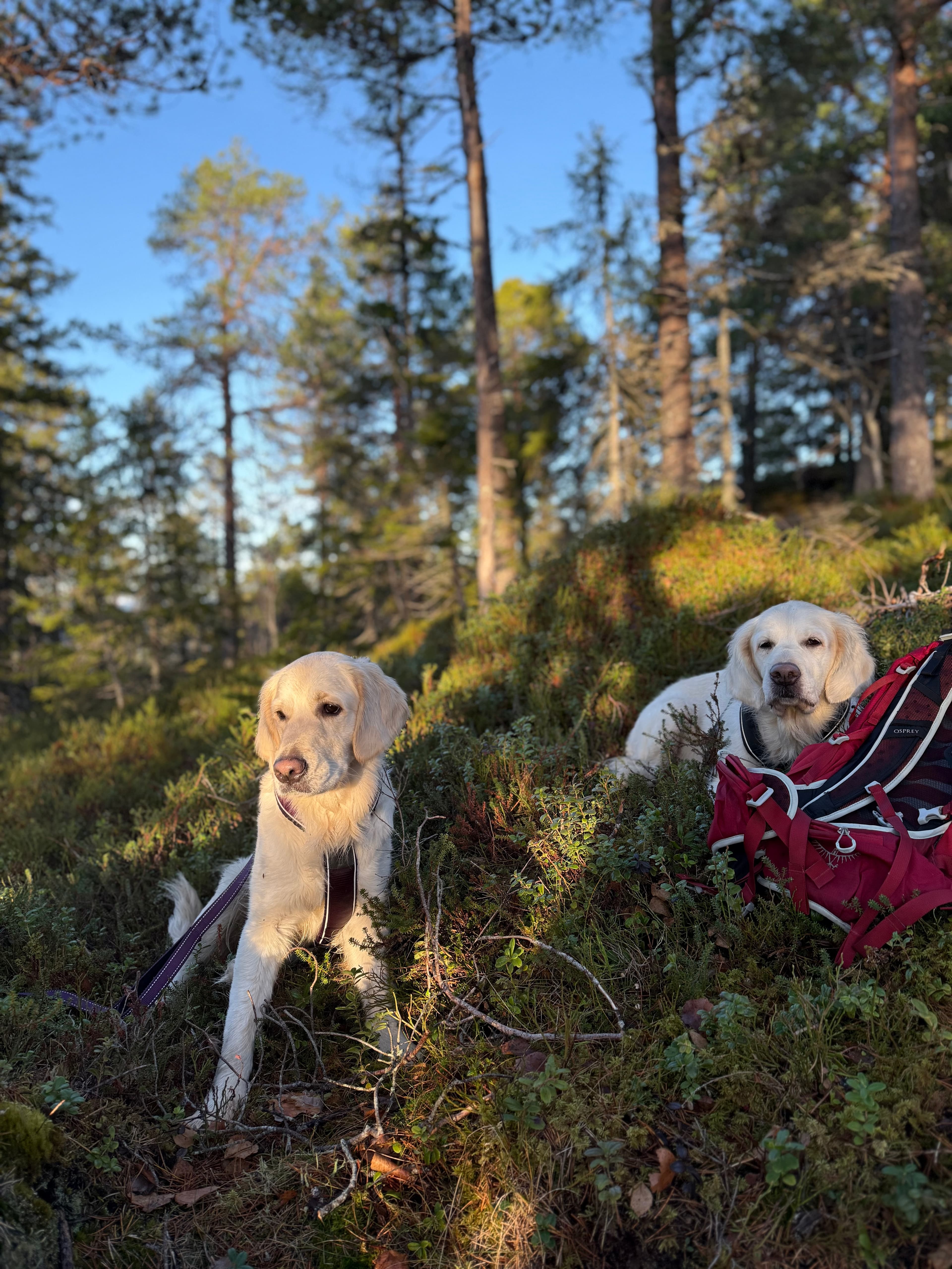 SanZiva’s – Golden retriever kennelbilde