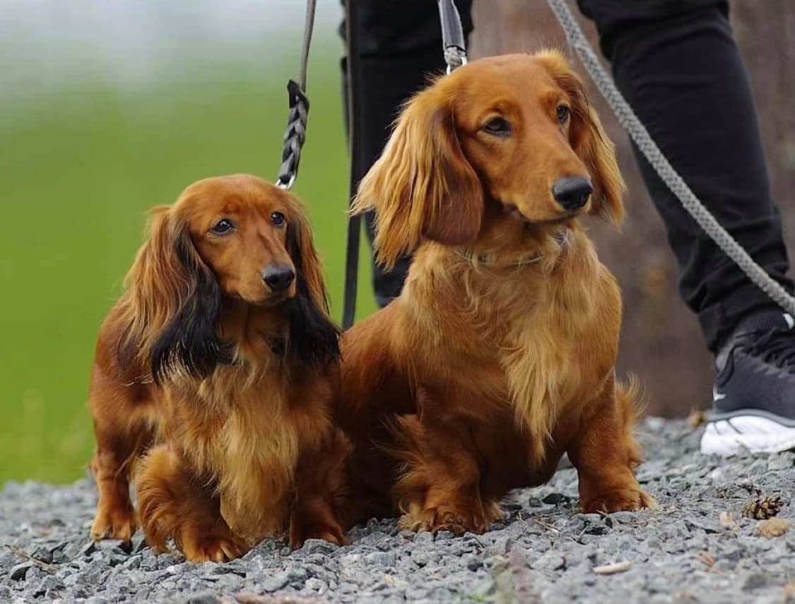 Eirbia – Dachshund langhåret kennelbilde